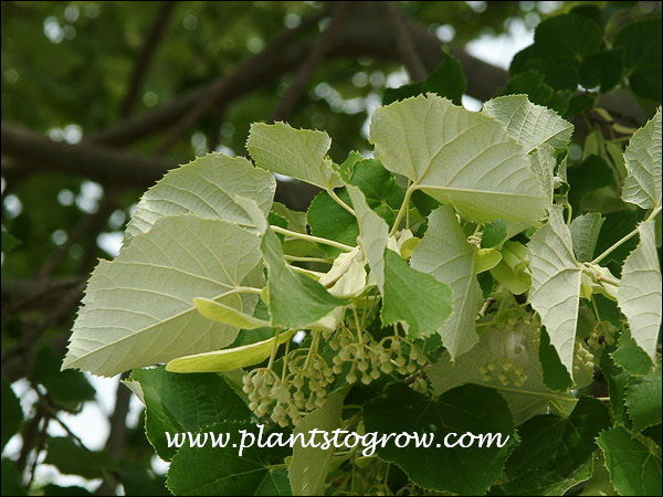The tomentose underside of the leaf.